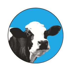 Team Page: Flying High